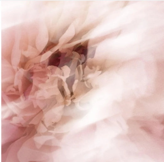 Soft pink flower lifestyle image for Dew Glow Hydrating Serum